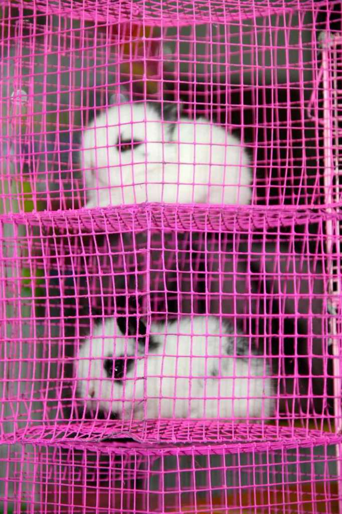 El mercado de Chatuchak en Bangkok (Tailandia)