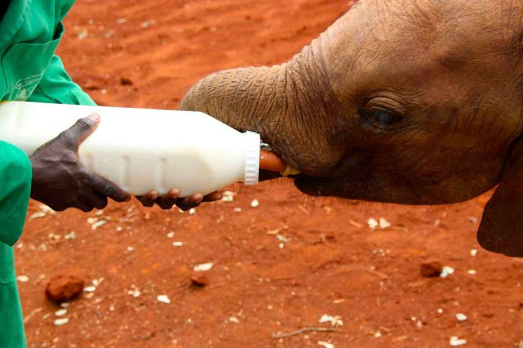 Orfanato de Elefantes de David Sheldrick en Nairobi (Kenia)