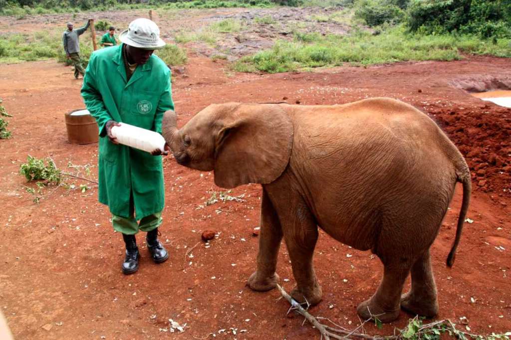 Orfanato de Elefantes de David Sheldrick en Nairobi (Kenia)