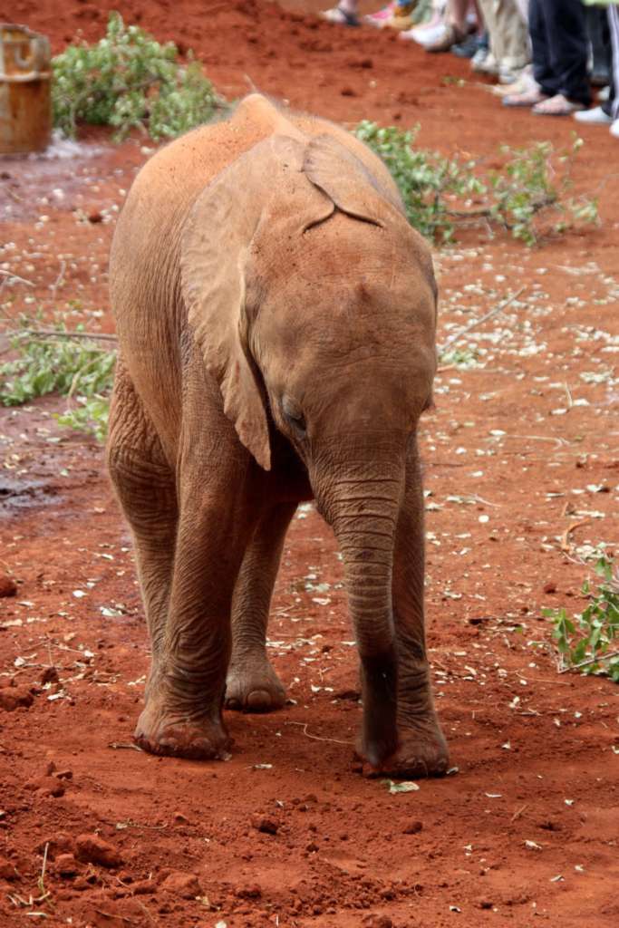 Orfanato de Elefantes de David Sheldrick en Nairobi (Kenia)