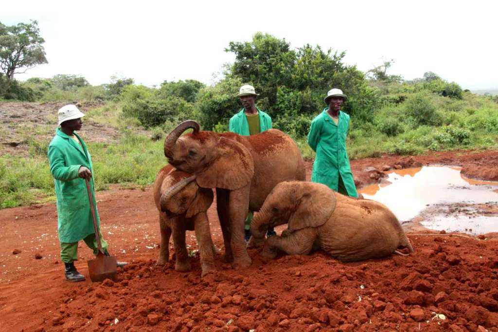 Orfanato de Elefantes de David Sheldrick en Nairobi (Kenia)