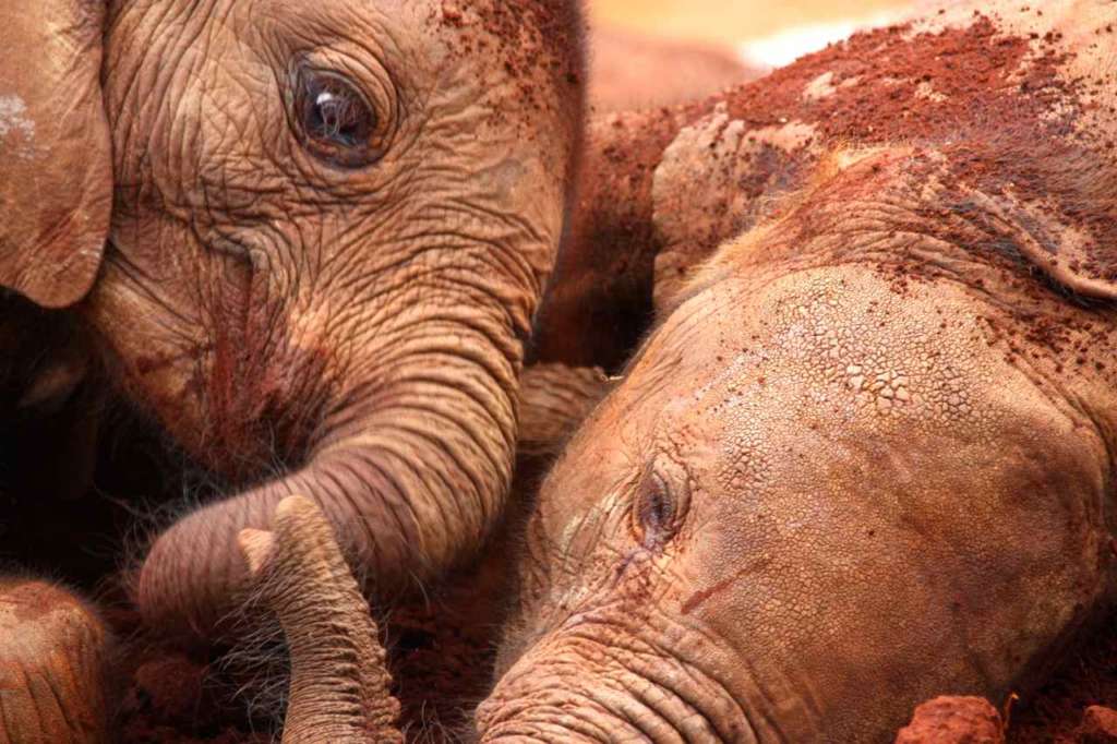 Orfanato de Elefantes de David Sheldrick en Nairobi (Kenia)