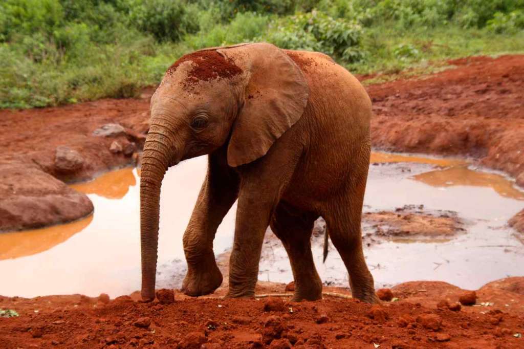 Orfanato de Elefantes de David Sheldrick en Nairobi (Kenia)