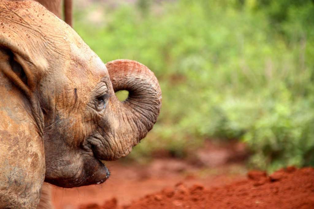 Orfanato de Elefantes de David Sheldrick en Nairobi (Kenia)